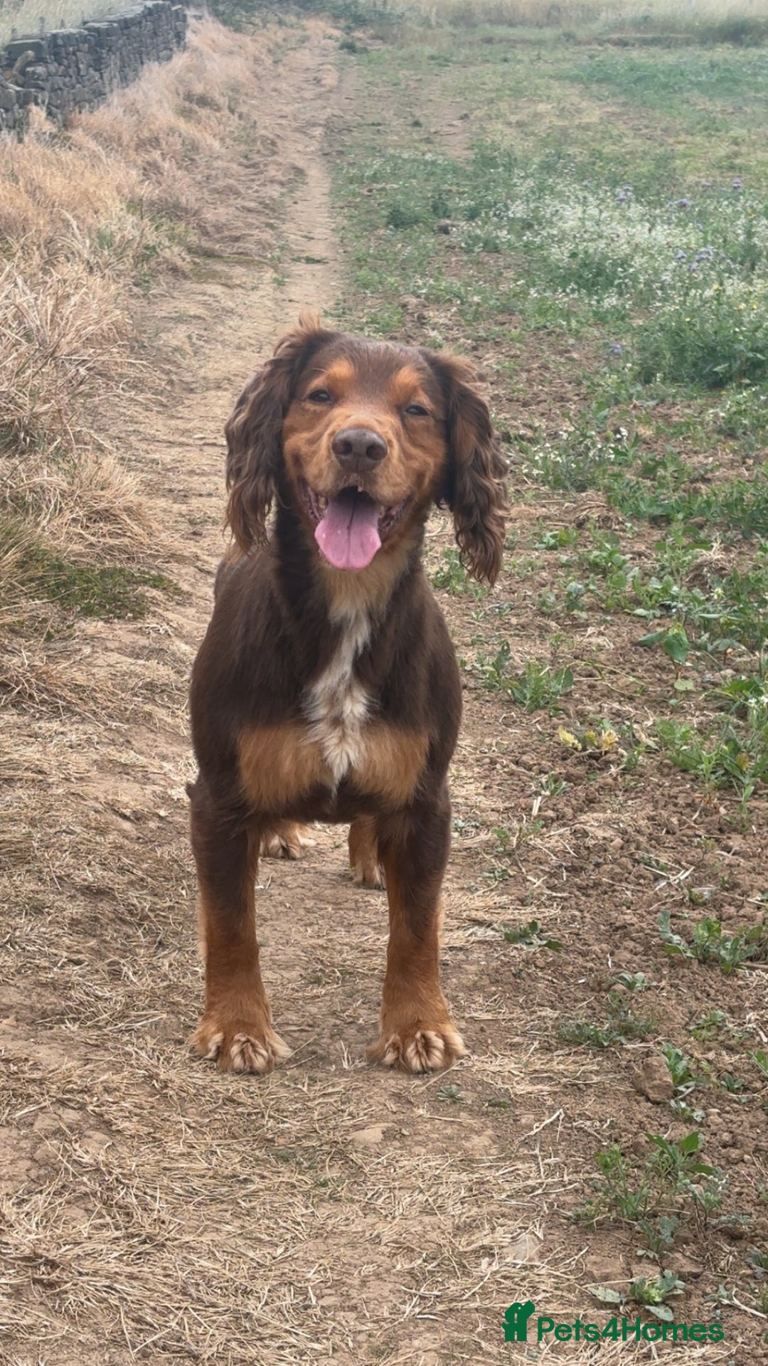 Cocker Spaniel dogs for stud: Cocker Spaniel stud  - Advert 7