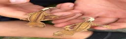 Gecko reptiles for sale: 2 Crested Gecko babies approx 10CM in Ilford - Advert 3