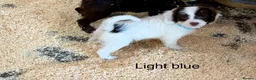 Sproodle dogs for sale: Sproodle Puppies from experienced, licensed breedr - Advert 13