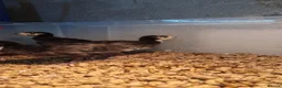 Turkeys poultry for sale: Norfolk Black Turkey Poults - Hatched 17th July - Advert 7
