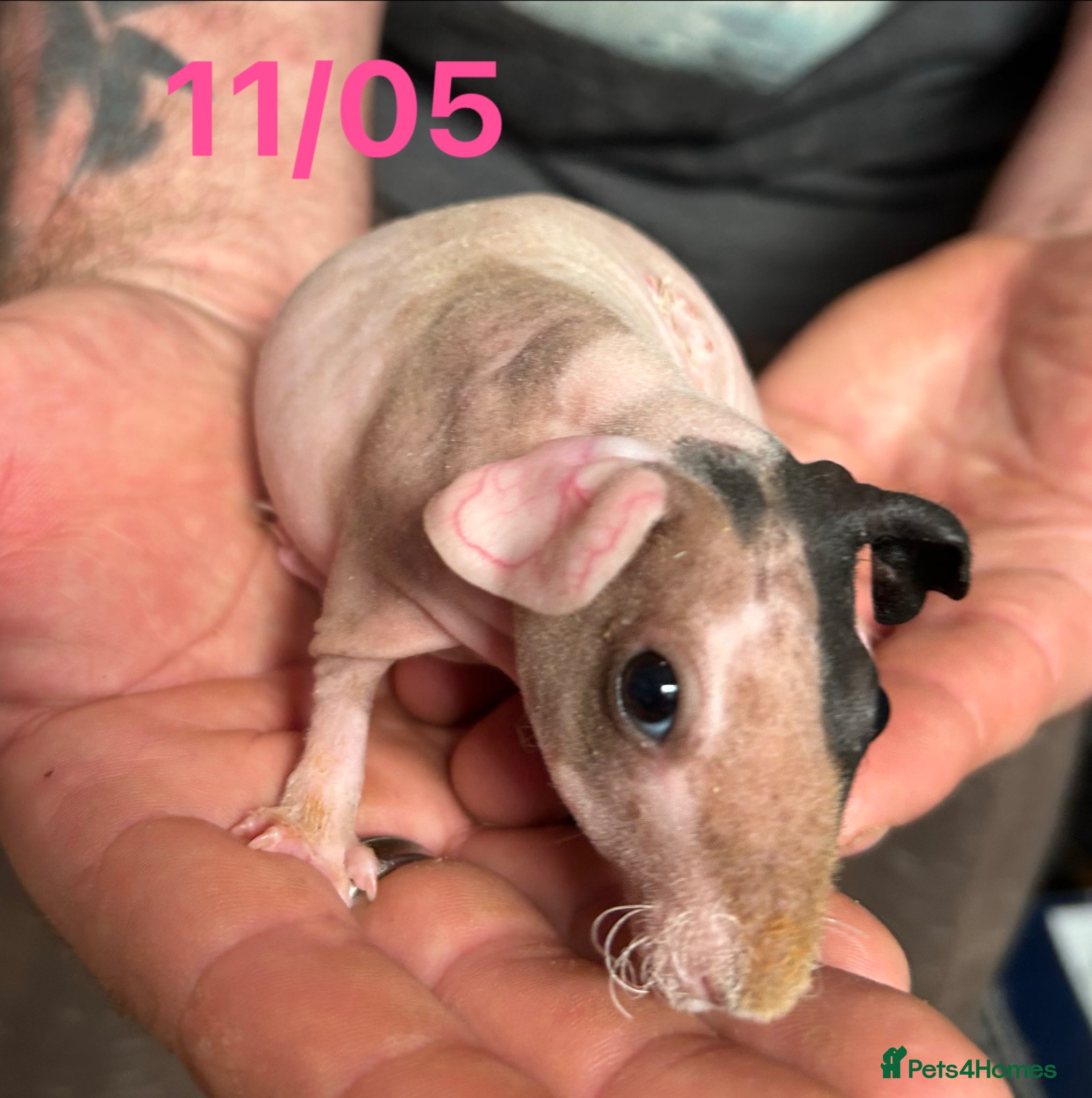 Guinea Pig rodents Skinny Pig Sows.  - Advert 13