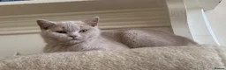 British Shorthair cats for sale: Championship line GCCF British Shorthair Kittens - Advert 3