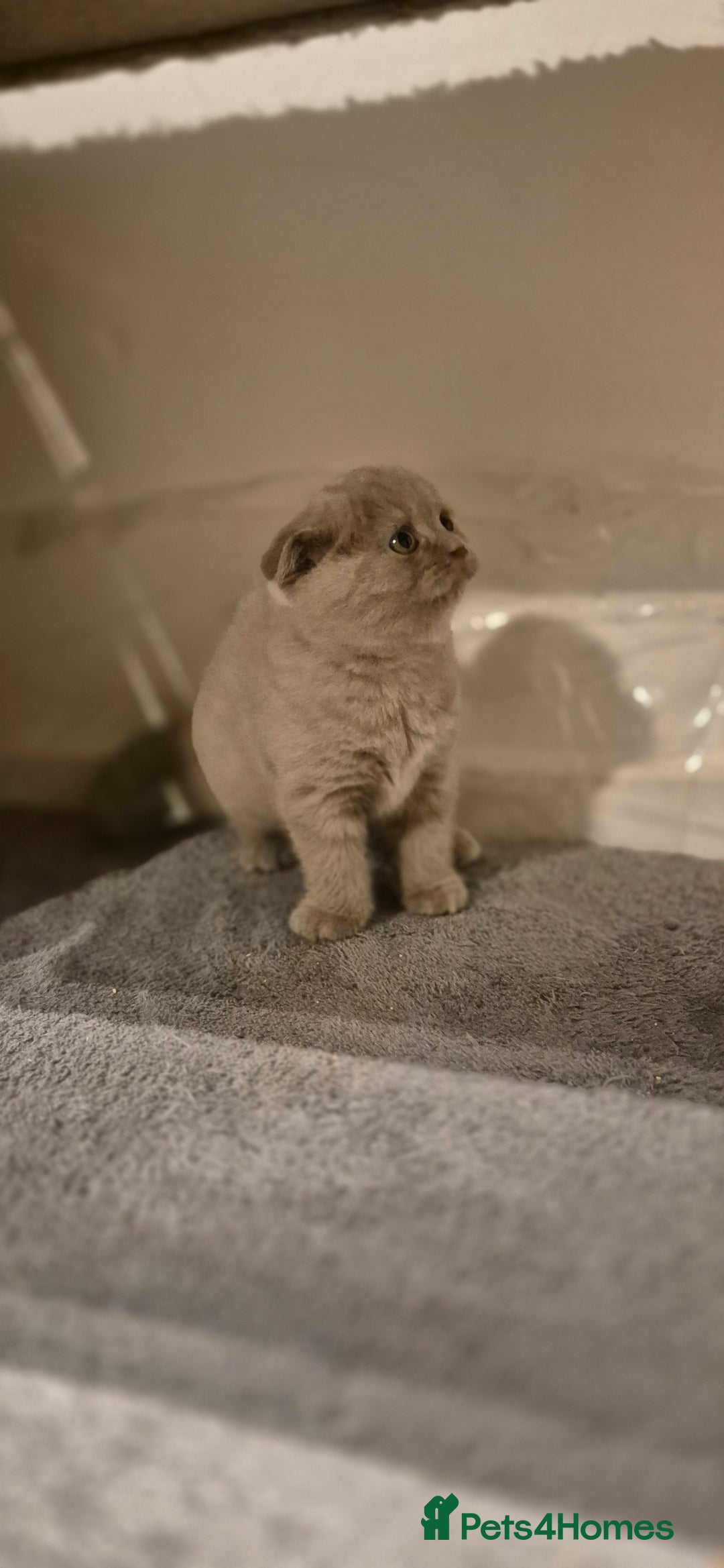 Scottish Fold cats for sale: Last 2 Scottish straight kittens  - Image 19