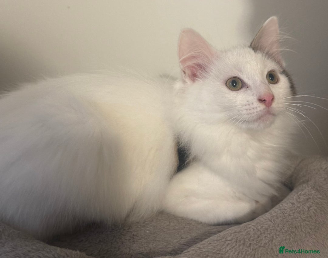 Ragdoll cats for sale: Beautiful Ragdoll Kitten - Advert 6