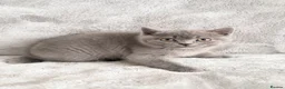 British Shorthair cats for sale: Only 1 Adorable British Shorthair boy left - Advert 14