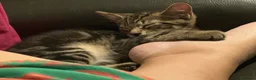 Mixed Breed cats for sale: Stunning kittens available now - Advert 19