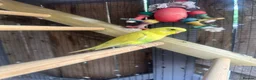 Budgerigars birds for sale: Budgie  - Advert 5