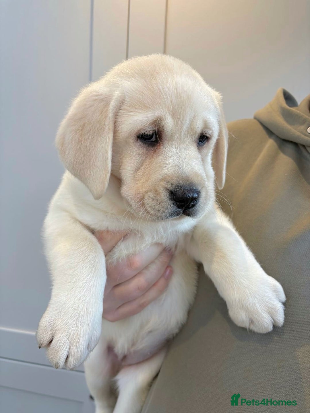 Labrador Retriever dogs for sale: Ready To Leave, 12 Weeks Old & Fully Vaccinated - Advert 1