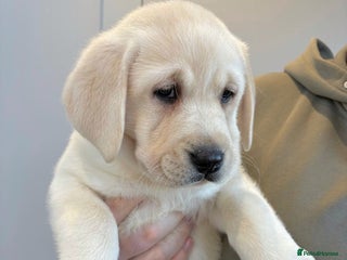 Labrador Retriever dogs Ready To Leave, 11 Weeks Old & Fully Vaccinated - Advert 15