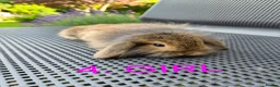 Mini Lop rabbits for sale: Adorable baby mini lop/ lion lop rabbits for sale - Advert 9