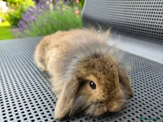 Mini Lop rabbits Adorable baby mini lop/ lion lop rabbits for sale - Advert 1