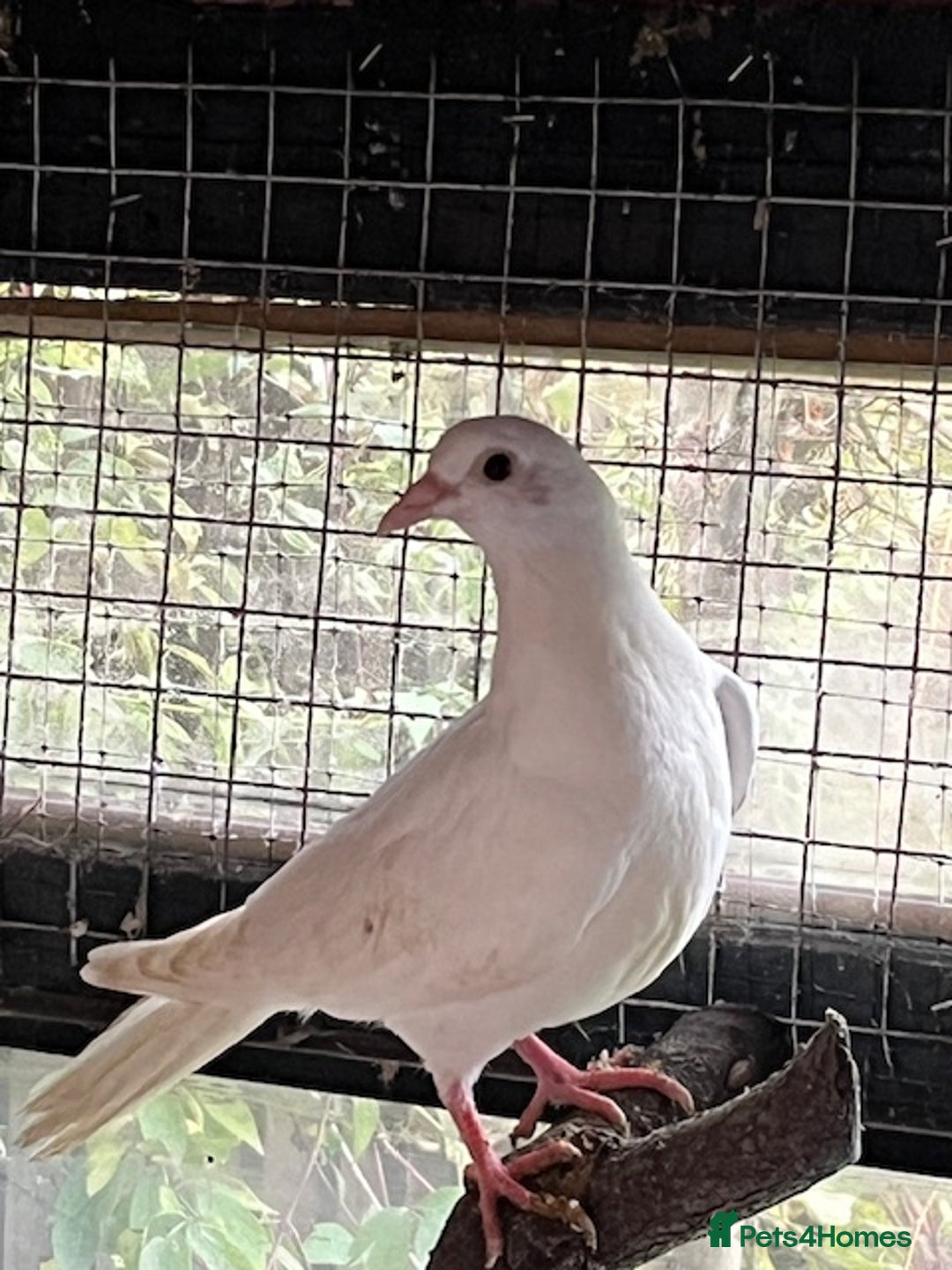 Doves birds for sale: fantails white doves  - Advert 4