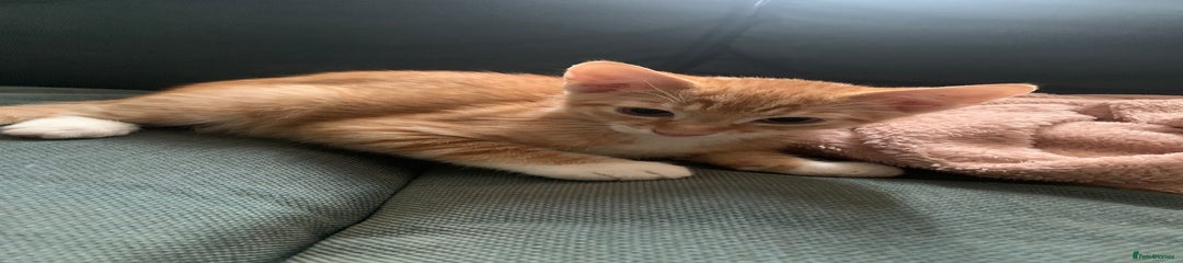 Kitten 2