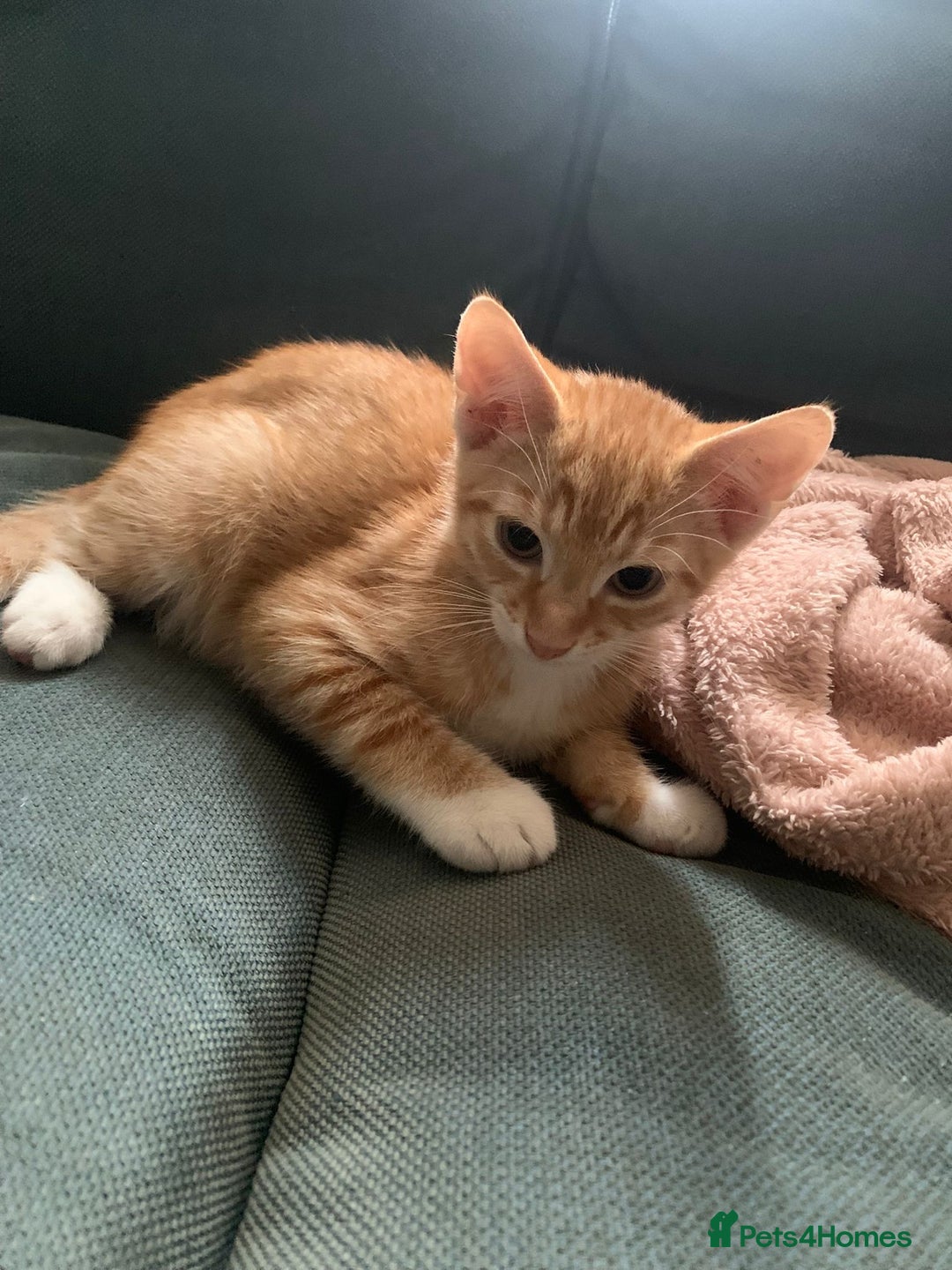 Mixed Breed cats for sale: Kittens for sale - Image 3