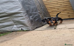 Mixed Breed dogs for sale: Jack russell x mini dachshund  - Image 2