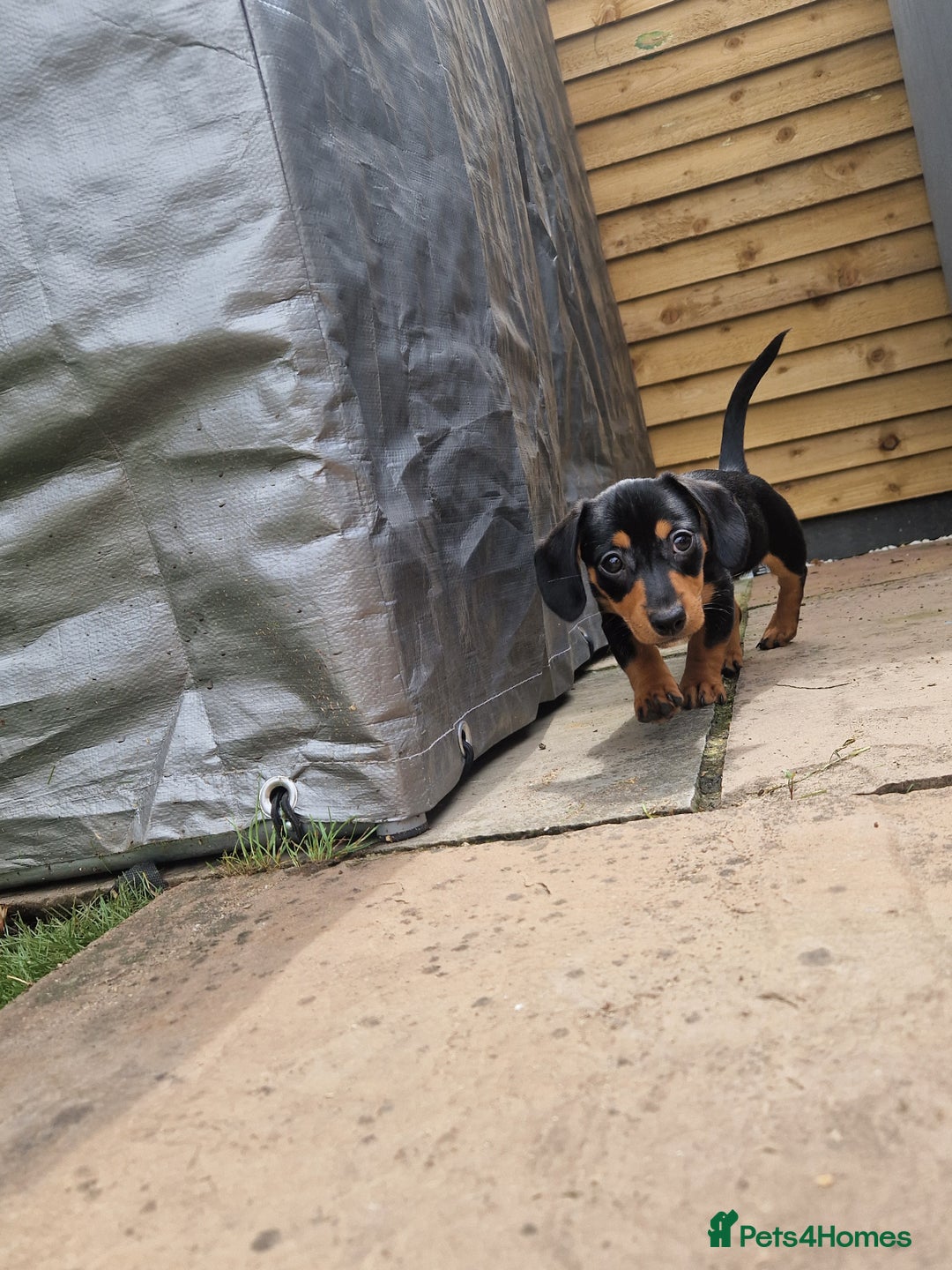 Mixed Breed dogs for sale: Jack russell x mini dachshund  - Image 2