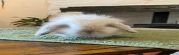 Mini Lop rabbits for sale: Exquisite Lilac Mini Lops - Advert 5
