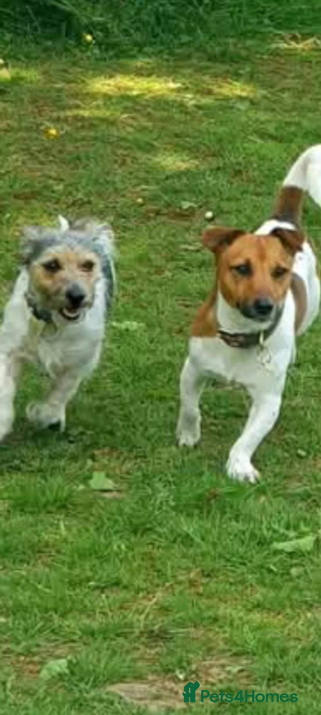 Jack Russell dogs for sale: Jack russell puppies in Rochester - Advert 1