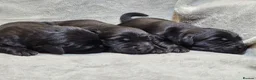 Goldador dogs for sale: Beautiful Home-Raised Goldador Puppies - Advert 13