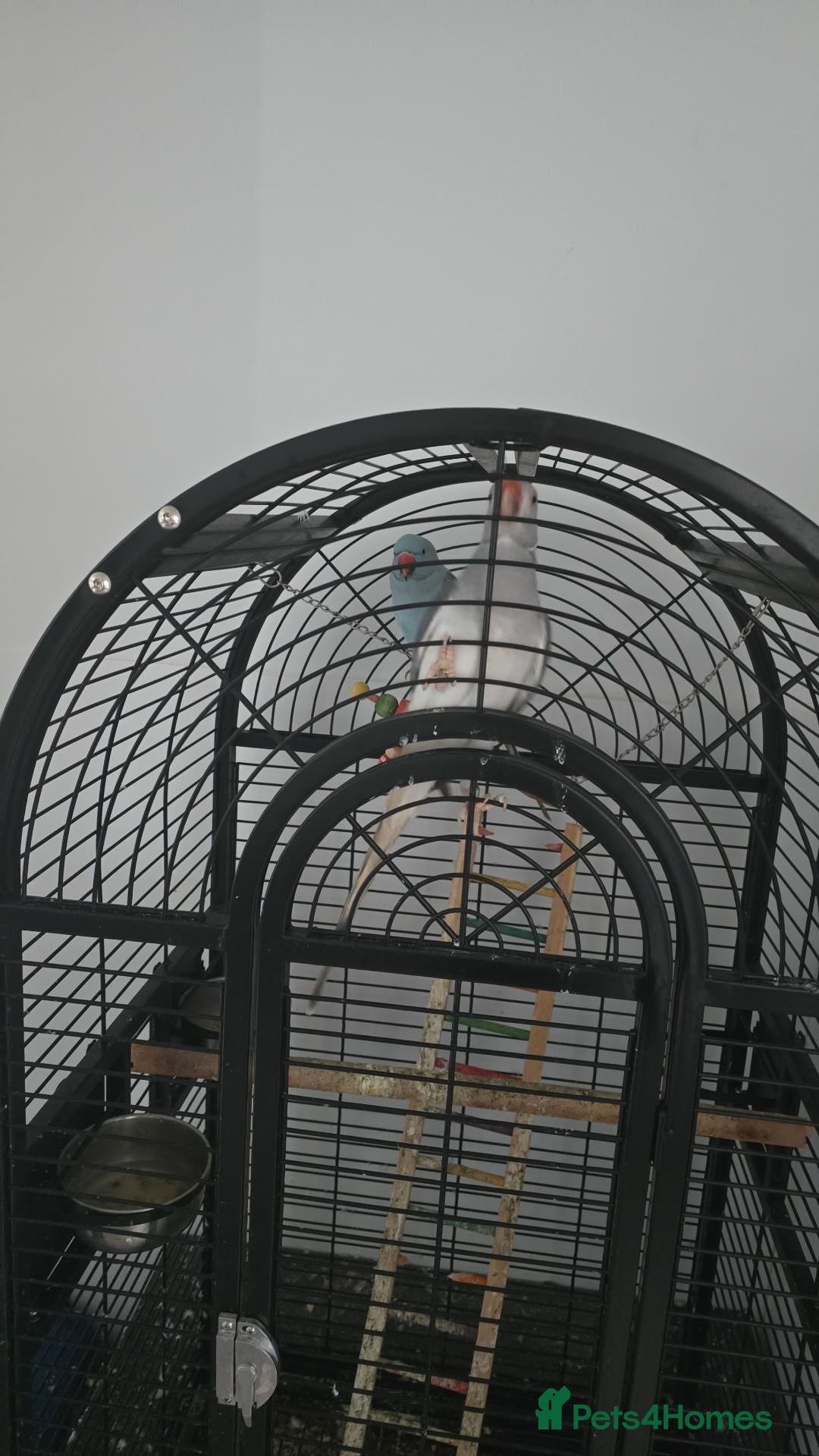 Parrots birds 2x indian ring neck parrots - Advert 2