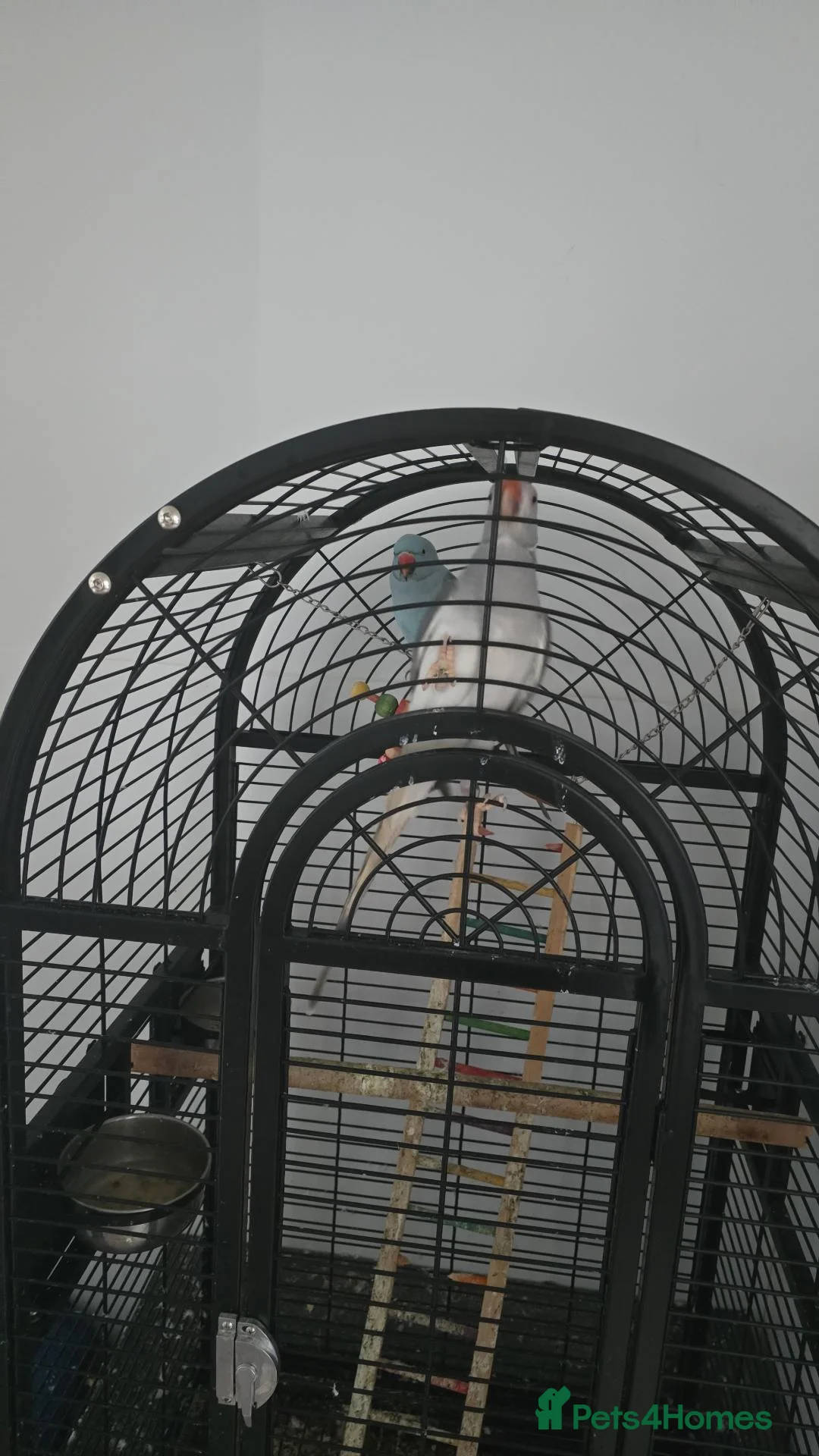 Parrots birds for sale: 2x indian ring neck parrots in Dewsbury - Advert 1