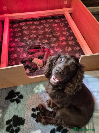 Cocker Spaniel dogs - Advert 13