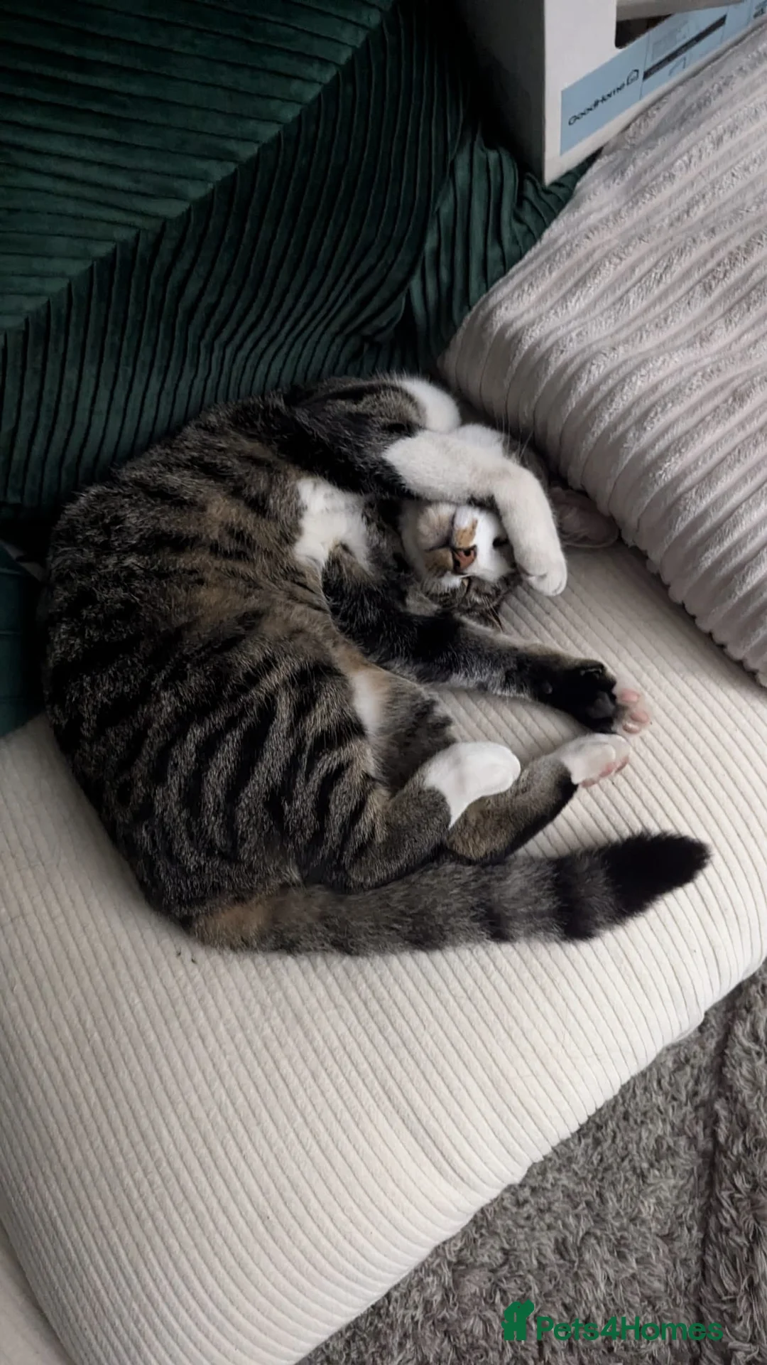 British Shorthair cats for sale: Beloved British Short Hair Cat  - Advert 3