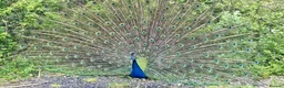 Peafowl poultry for sale: Stunning Peacocks for sale-eye catching/elegant  - Advert 4