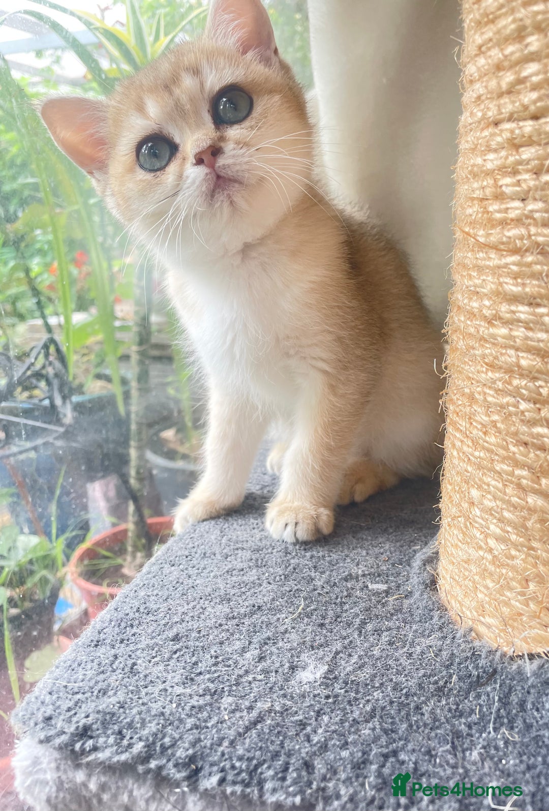 British Shorthair cats for sale: Pure breed British shorthair blue &  golden kitten - Image 11