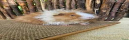 Guinea Pig rodents for sale: Gorgeous Minipli sow gold and white girl ready now - Advert 4