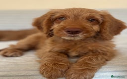 Cockapoo dogs for sale: Rare F1 apricot/ red fox DNA PRCD-PRA clear - Image 4
