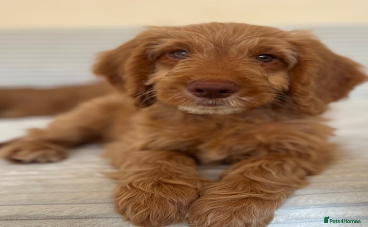 Cockapoo dogs - Advert 16