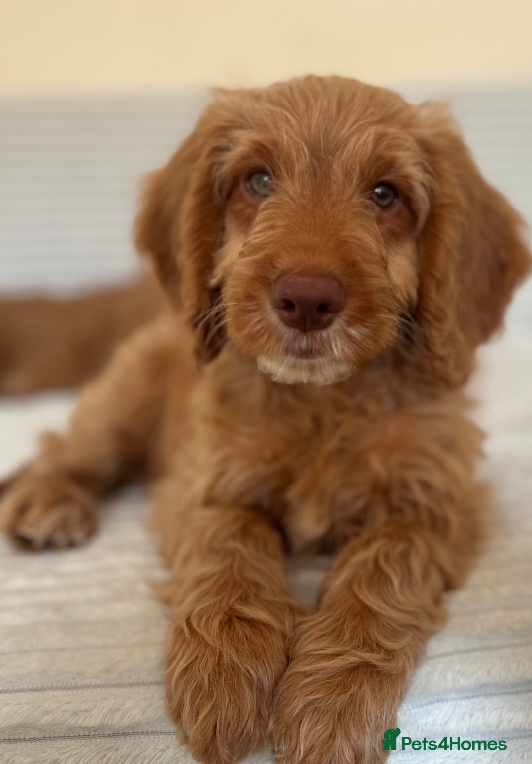 Cockapoo dogs for sale: Rare F1 apricot/ red fox DNA PRCD-PRA clear - Image 4