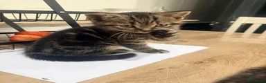 Tiny