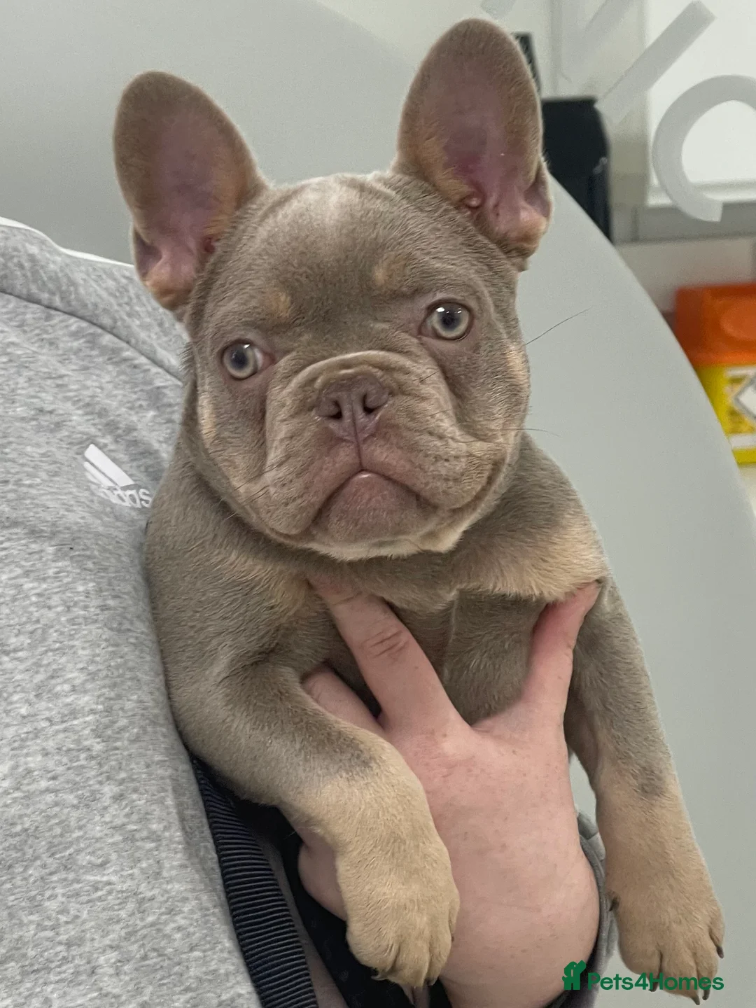 French Bulldog dogs for stud: New shade & Tan carrying L4 fluffy in Kings Langley - Advert 4