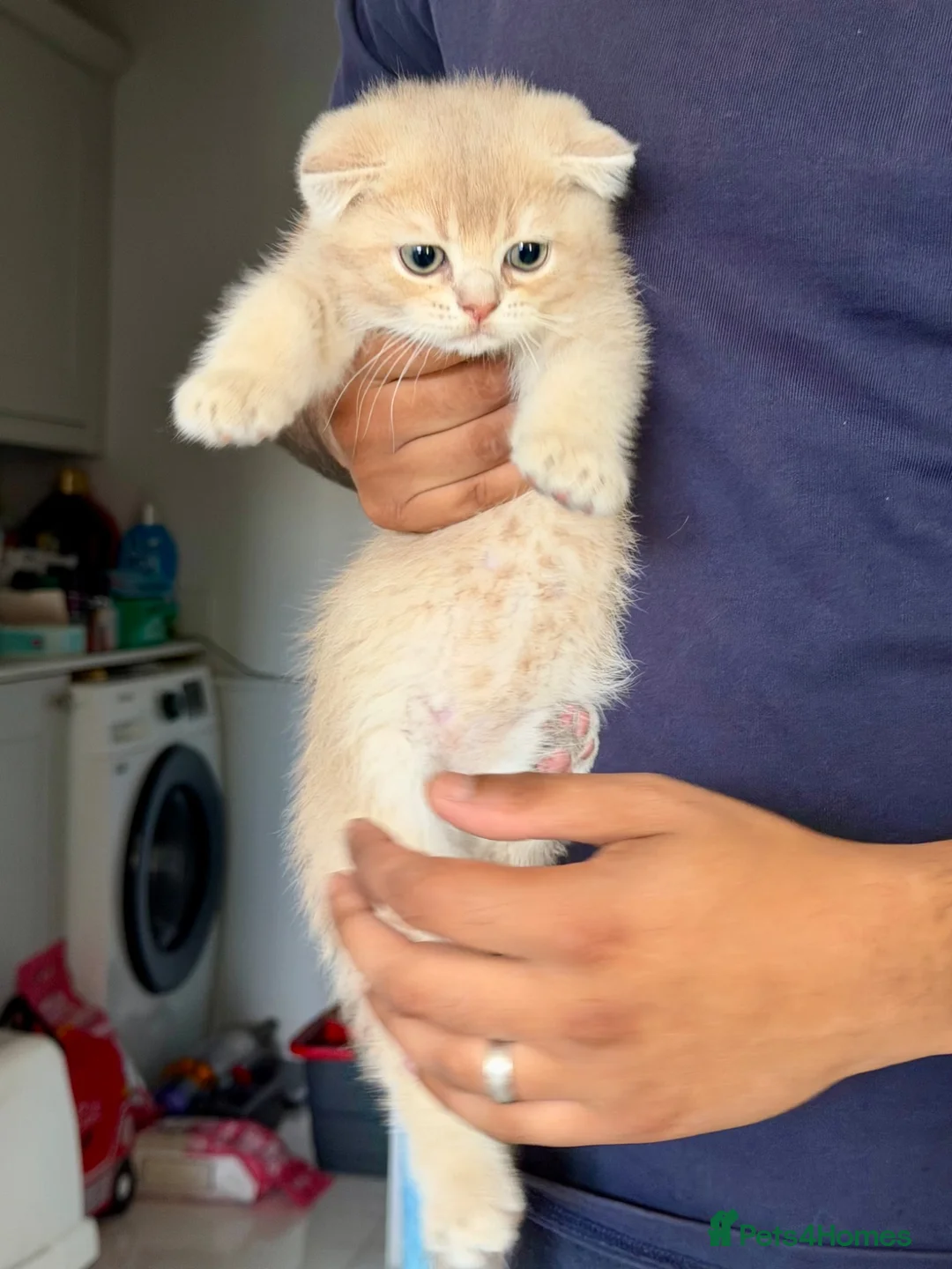 Scottish Fold cats for sale: TICA registered full pedigree Kittens - Advert 2