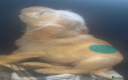 Labradoodle dogs for sale: F1 Labradoodles  - Image 17