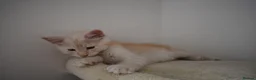 Maine Coon cats for sale:  RARELY LION KING - Advert 7