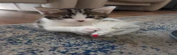 Mixed Breed cats for sale: Female kitten - Advert 8