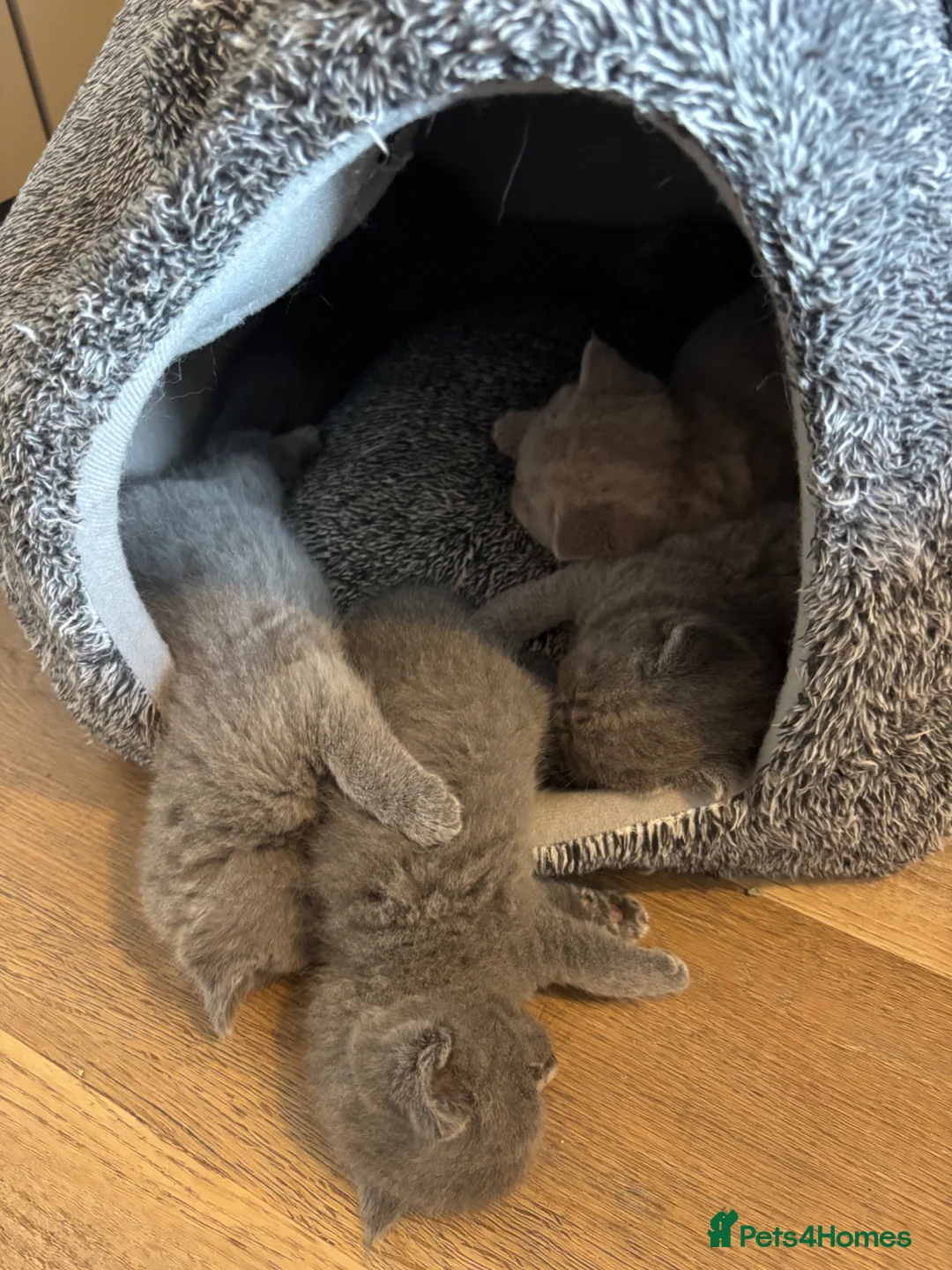 British Shorthair cats for sale: British shorthair kittens 🤩 - Advert 2
