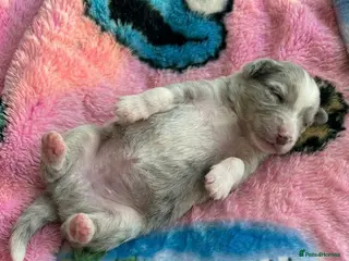 Pomeranian dogs ✨🐾Mini Pom Stars🏆🐶🐾✨ - Advert 16