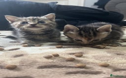 Mixed Breed cats for sale: 4 little kittens - Image 2