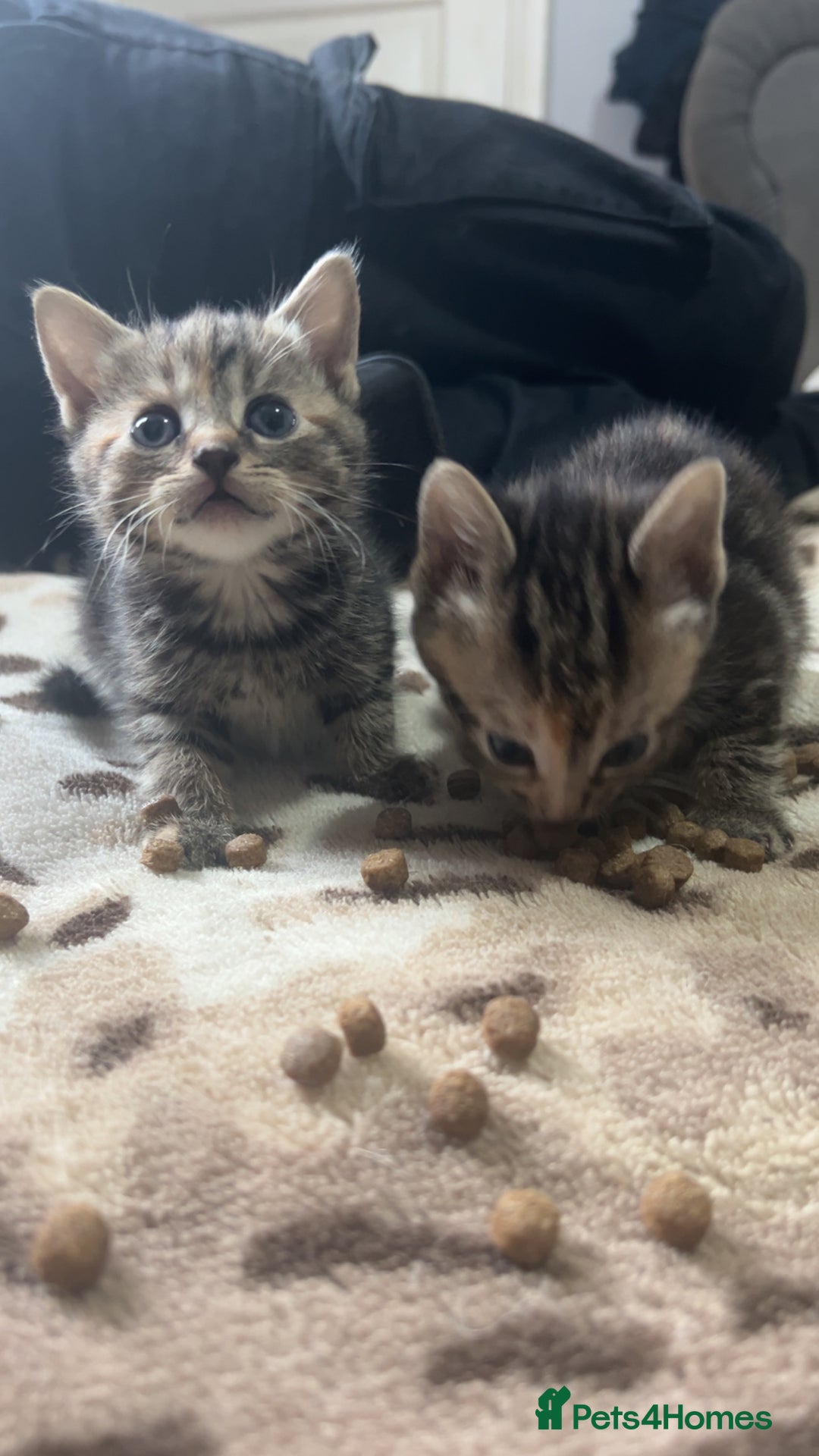 Mixed Breed cats for sale: 4 little kittens - Image 2