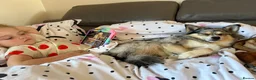 Pomsky dogs for stud: Stunning Blue-Eyed Merle Pomsky Stud  in Port Talbot - Advert 4