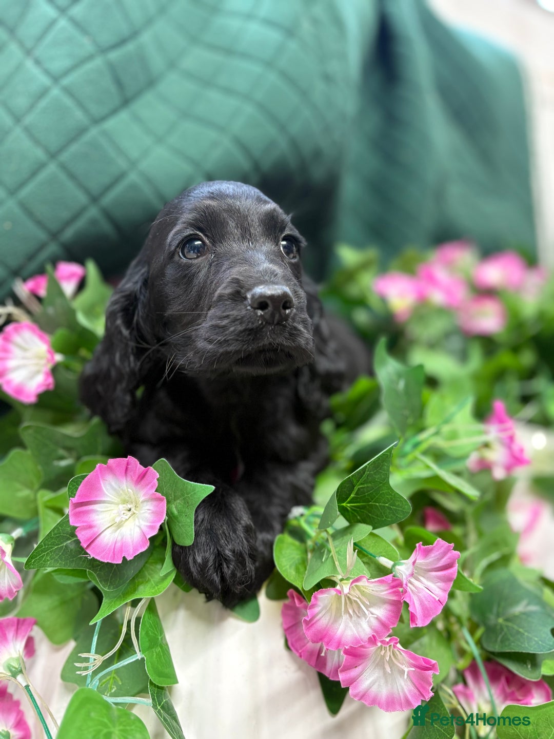 Cocker Spaniel dogs for sale: Show type cocker spaniels  - Advert 6