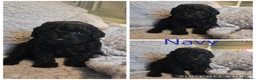Shihpoo dogs for sale: F1b shihpoo puppies 1 girl left - Advert 8