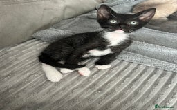 Mixed Breed cats for sale: 4 Siamese Cross kittens for sale - Image 2