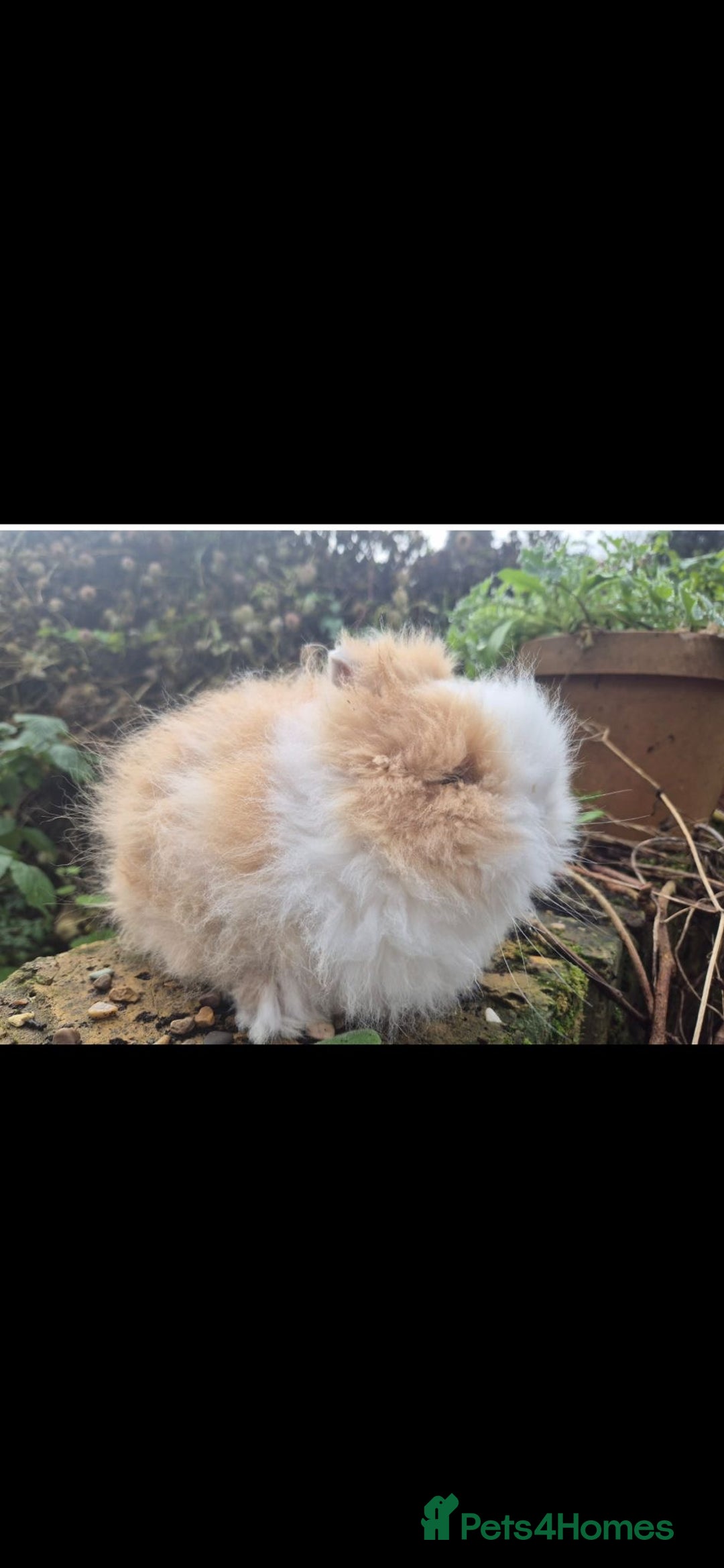 Angora rabbits for sale: Teddy Dwarf - Advert 1