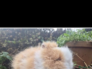 Angora rabbits Teddy Dwarf - Advert 4