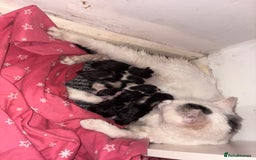Domestic Shorthair cats for sale: Kittens for sale  - Image 6